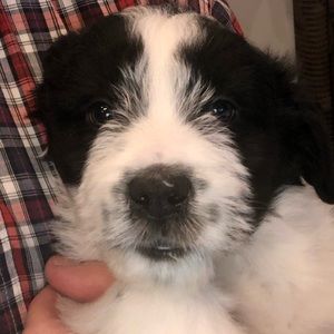 Meet your Posher, Casey